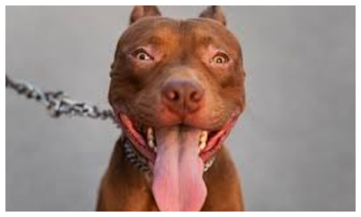 Pitbull Attacks Spark Safety Concerns in Zimbabwe – Experts Warn Against Keeping Them as Pets Pitbull Attacks Spark Safety Concerns in Zimbabwe – Experts Warn Against Keeping Them as Pets