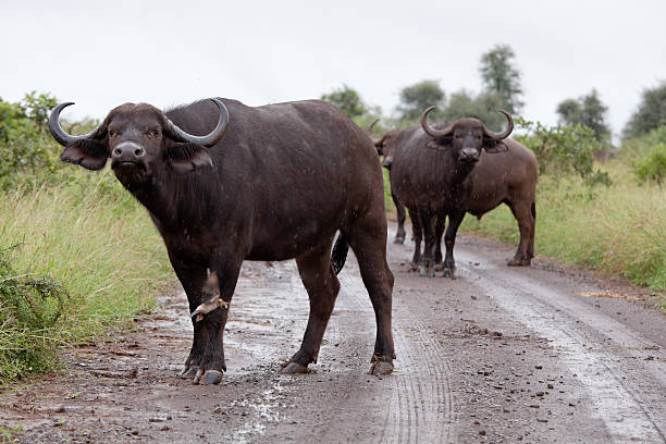 Buffaloes in the rain on the road. South Africa, Kruger’s National Park. ZimParks Relocates Buffalo, Eland, and Sable to Restore Matusadona Ecosystem